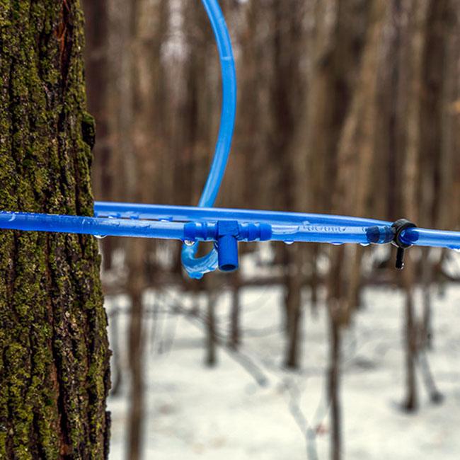 Coaticook tapping service